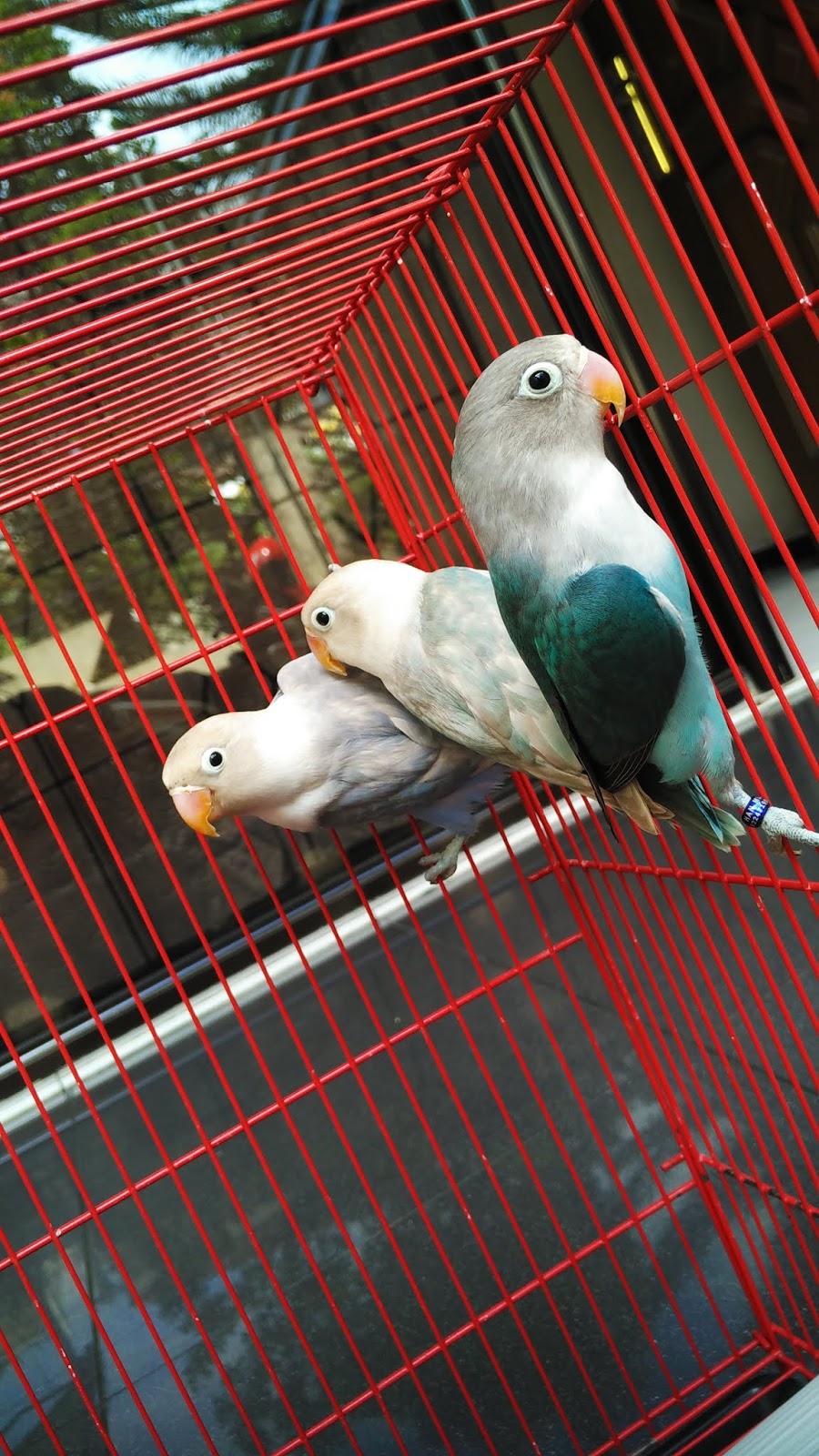 Jual Lovebird Malang Burung Lovebird Malang Cari Lovebird Malang 2018