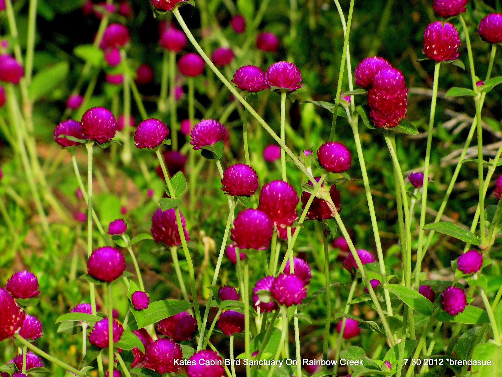 katescabinbirdsanctuaryintexas Hot Texas Wildflowers in August