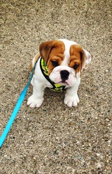 5 very interesting and short facts about bulldogs