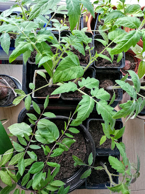 Taimikasvatus ikkunalaudalla tomaatti ja kelloköynnös esikasvatus