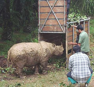 Sumatran Rhinoceros/Sumatran Rhinos (Dicerorhinus sumatrensis)