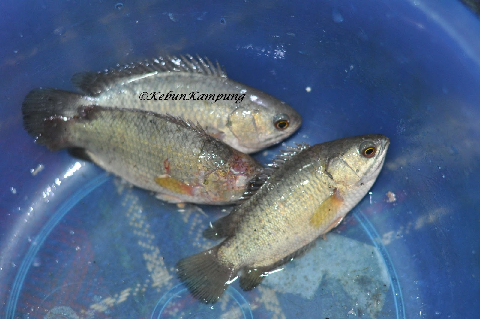 pancing puyu, 6 Jan 2013