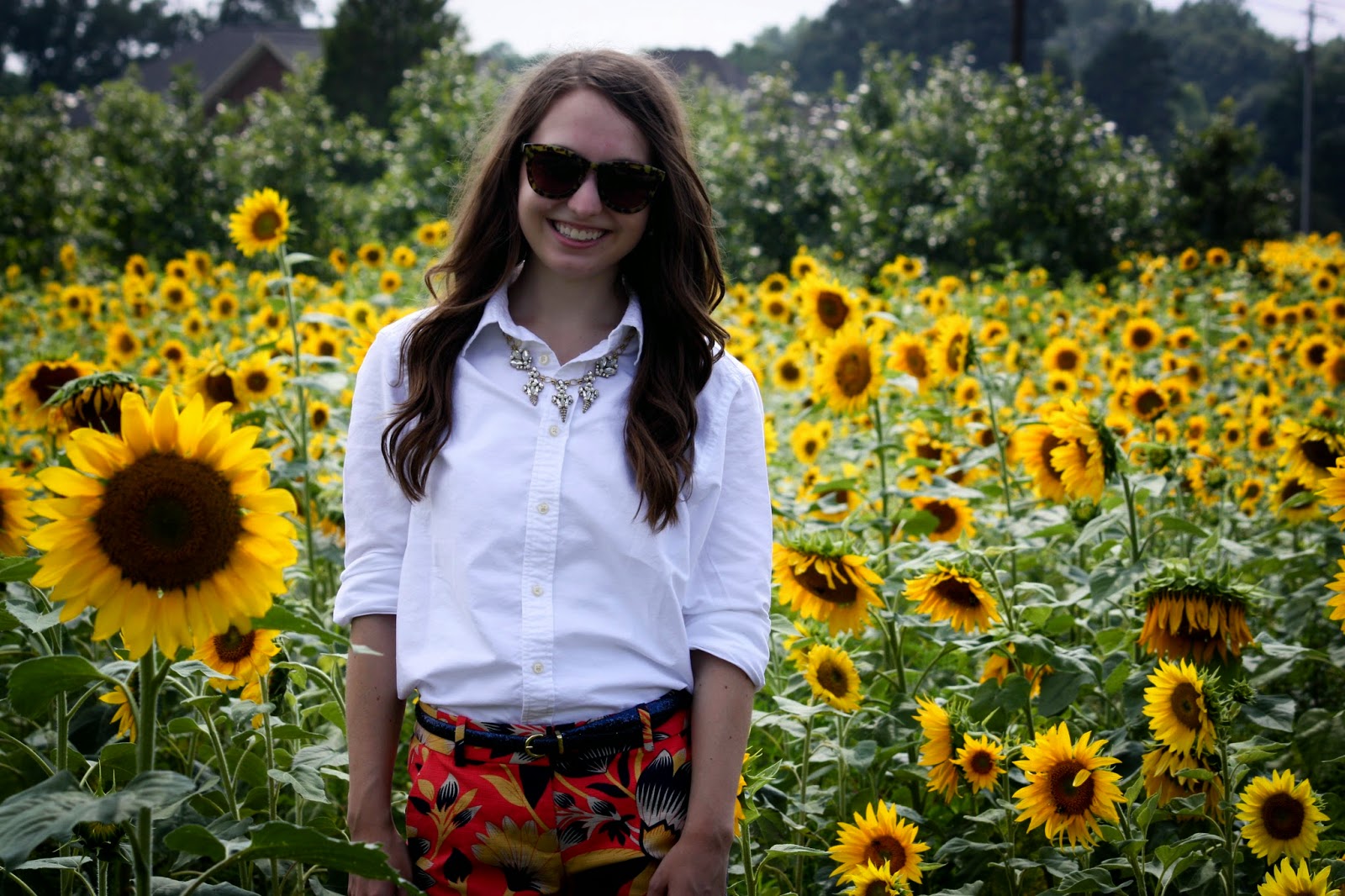 Sunflower Field Part 2 Caralina Style