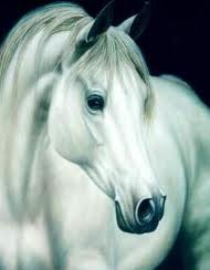 TIRO AL BLANCO N° 191 6 images+(34)