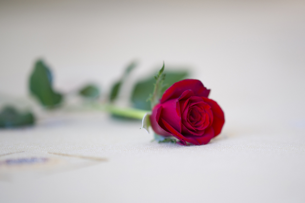 Les 52 Meilleures Images De Fleur Rose Rouge Fleur Rose Rouge