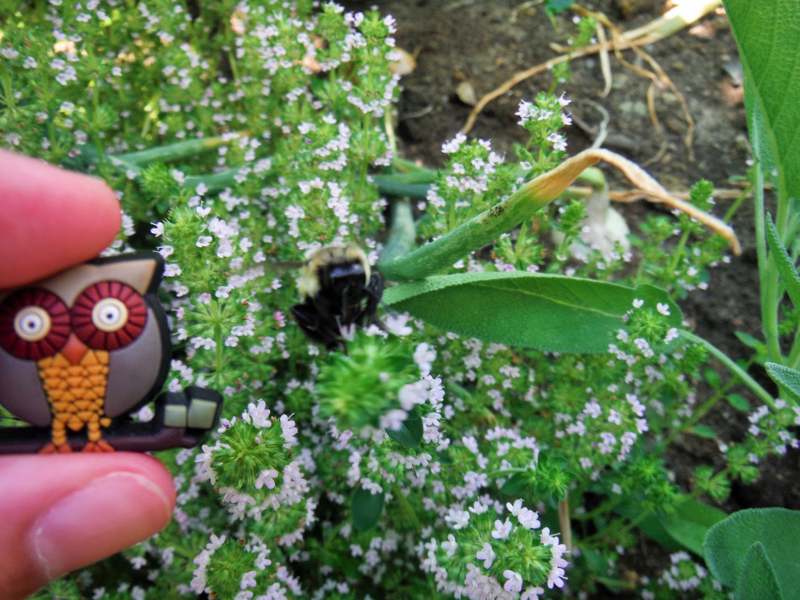 AP Biology Scavenger Hunt Pollinator