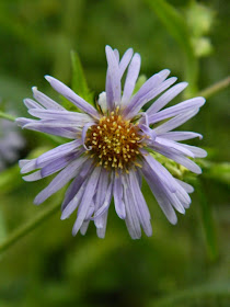 Sky Blue Aster Aster oolentangiensis by garden muses not another Toronto gardening blog