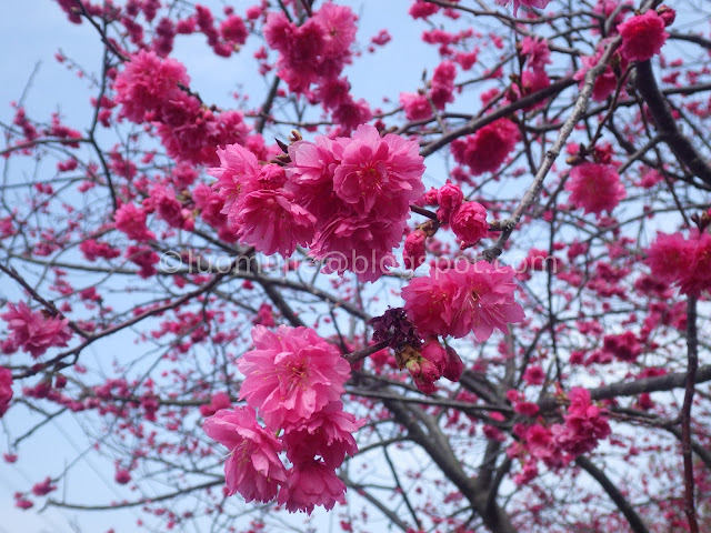 Taichung cherry blossoms