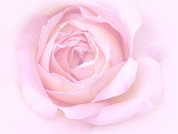 pink rose roses background backgrounds wallpapers flowers desktop con wallpapersafari fahad mr posted