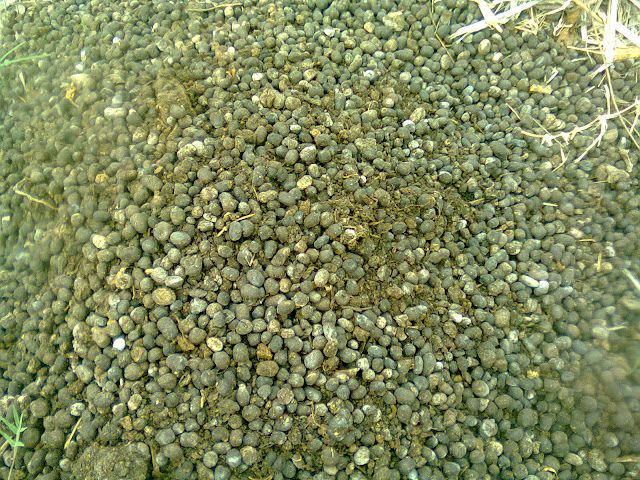 Pupuk Organik Dari Kotoran Kambing Agar Tanaman Lebih Subur Pupuk Organik Dari Kotoran Kambing Agar Tanaman Lebih Subur