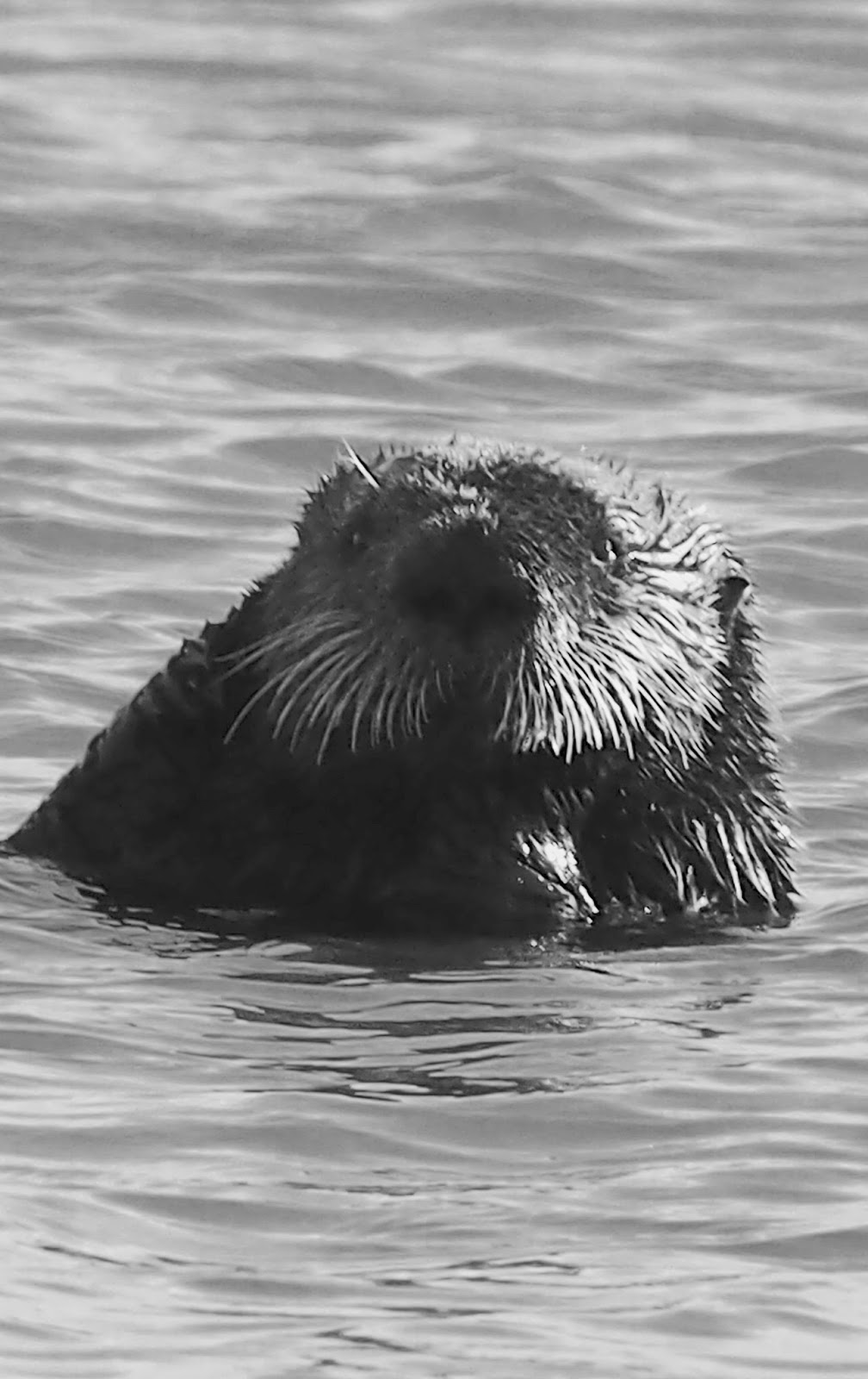 The Daily Prism: Taxpayers Donate Big Bucks to Sea Otter Fund