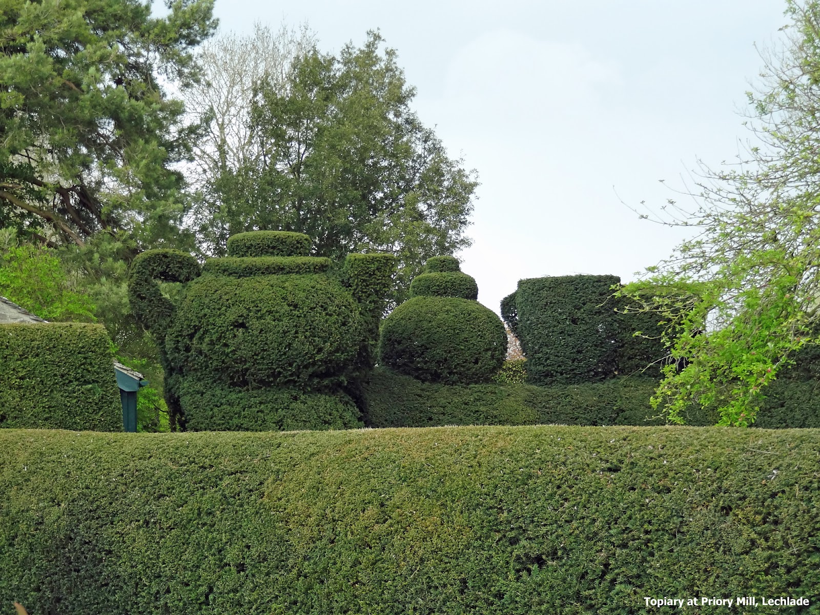 Tea Panorama: Topiary Teapot