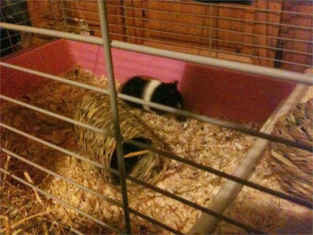 guinea pig indoor cage