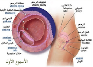 مراحل الحمل مراحل الحمل