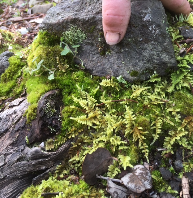 Homesteading in Hawaii Rains and Cool Temps = Moss
