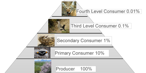 Piramida Ekologi: Piramida Jumlah, Biomassa dan Energi