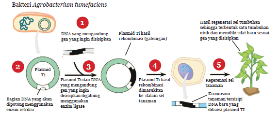 hewan transgenik Transgenik terdiri dari kata trans yang berarti pindah dan gen yang berarti pembawa sifat jadi transgenik adalah memindahkan gen dari satu makhluk hidup kemakhluk hidup lainnya, baik dari satu tanaman ketanaman lainnya, atau dari gen hewan ke tanaman. hewan transgenik Transgenik terdiri dari kata trans yang berarti pindah dan gen yang berarti pembawa sifat jadi transgenik adalah memindahkan gen dari satu makhluk hidup kemakhluk hidup lainnya, baik dari satu tanaman ketanaman lainnya, atau dari gen hewan ke tanaman.