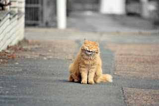 7. funny cat (garfield)  by David Charouz