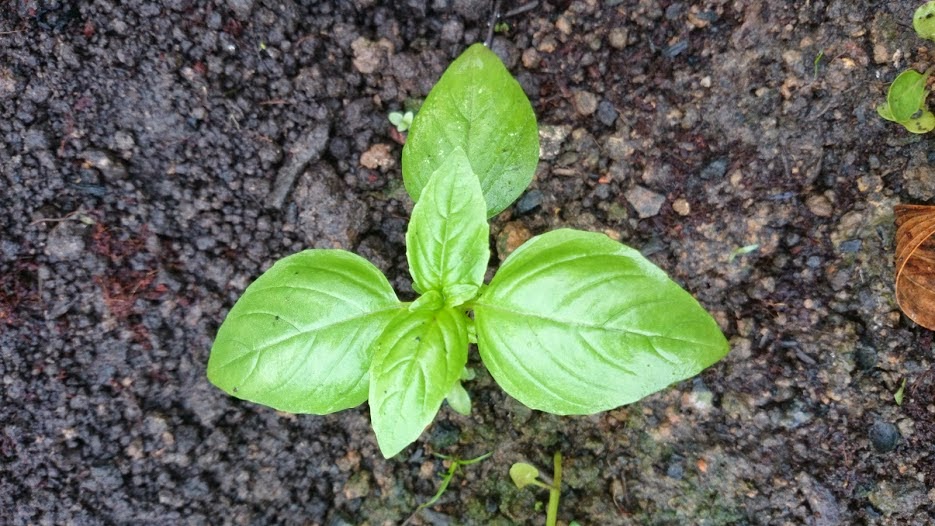 BASIL VS KEMANGI Rangkuman Cara Bertanam Lengkap