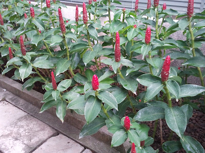 צמח טרופי אדום בתאילנד