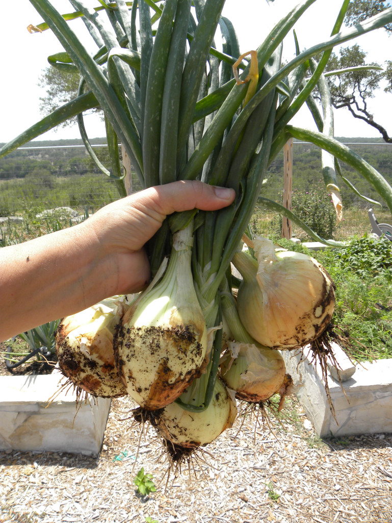 Diane's Texas Garden Onion Harvest