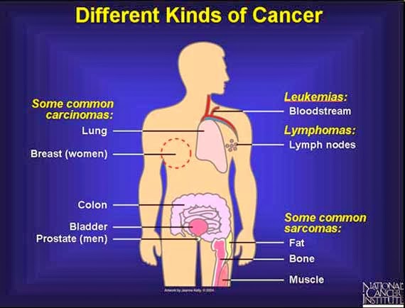 Biology - It Grows on You. : Cancer: A Deeper Understanding