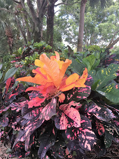 Blooming