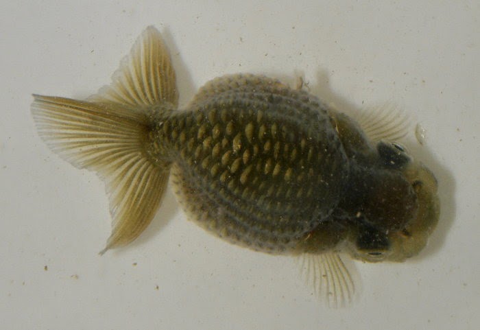 金魚&水族快訊Goldfish & Aquarium Messages: 珠鱗蘭壽欣賞(Ranchu with pearl-scale)