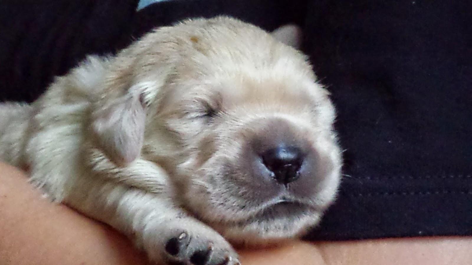 Isa's pups: Schoon aan de haak