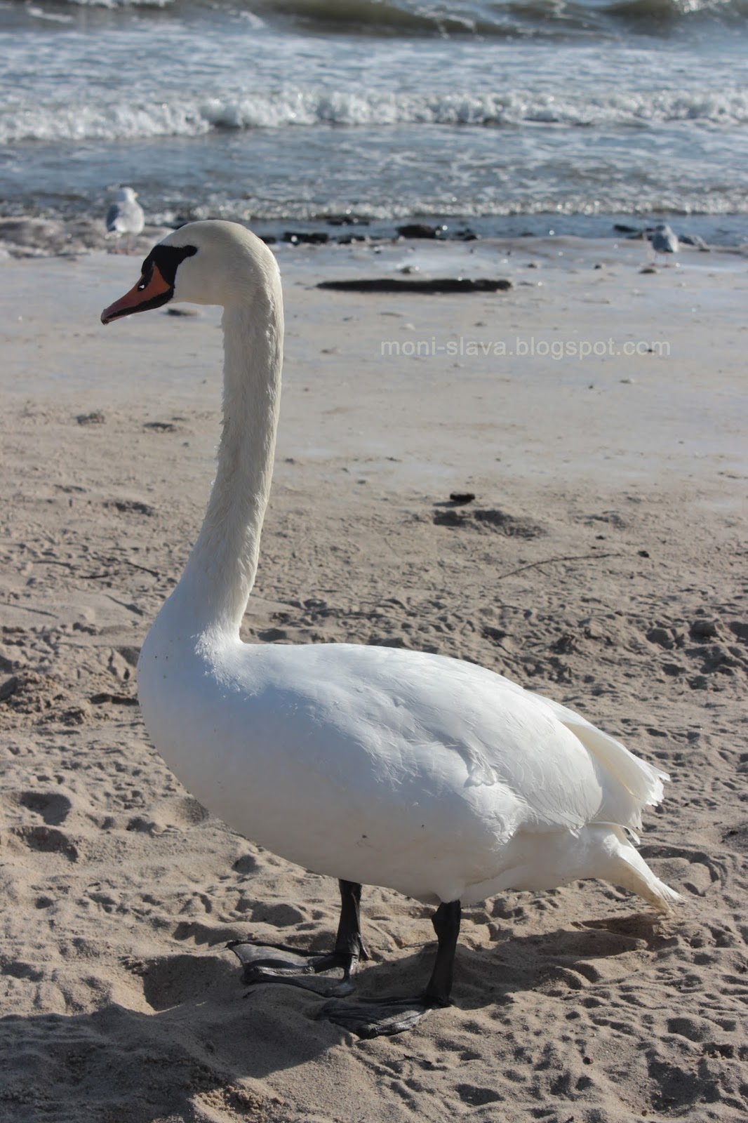 świat wokół mnie ...: ... sobotnie Orłowo