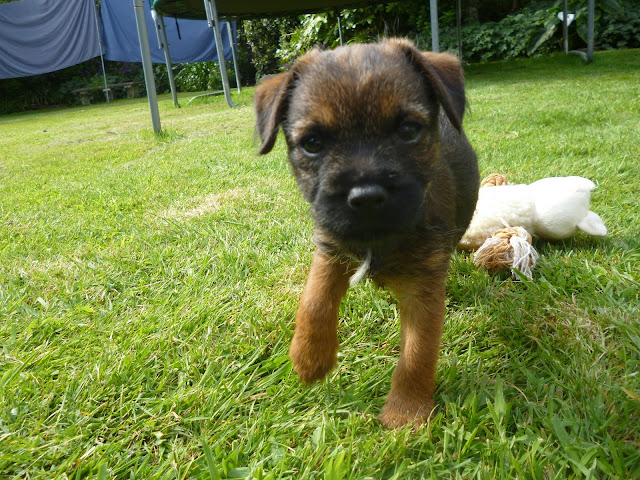 border terrier puppy