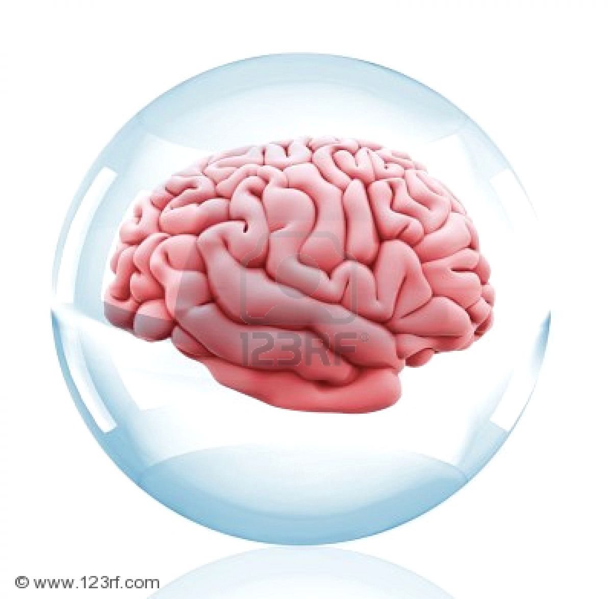 Brain 48. Прозрачный мозг. Мозг на прозрачном фоне. Мозги на прозрачном фоне.