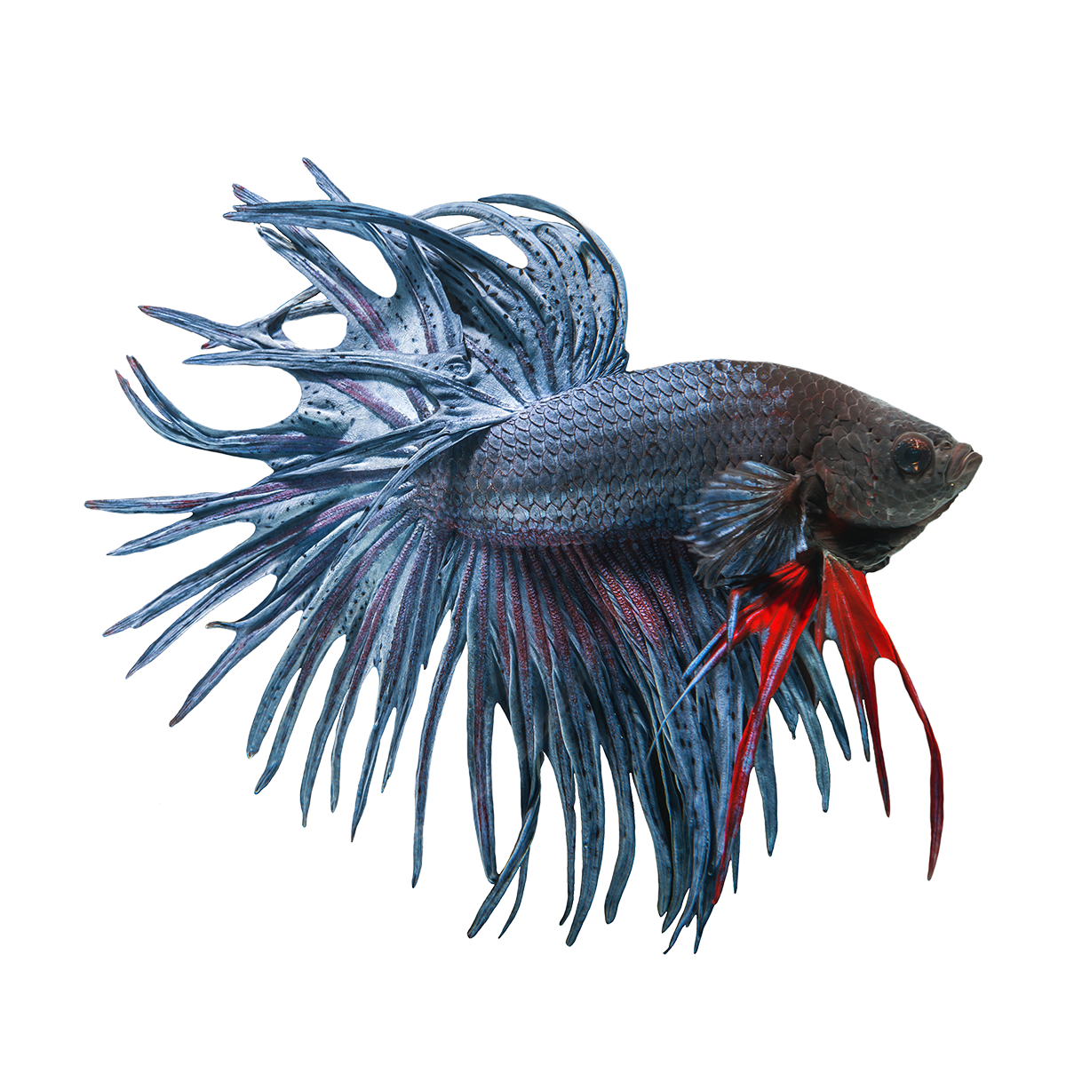 Betta Fish Logo Ikan Cupang Png Gudang Gambar Vector PNG jpg (1200x1200)