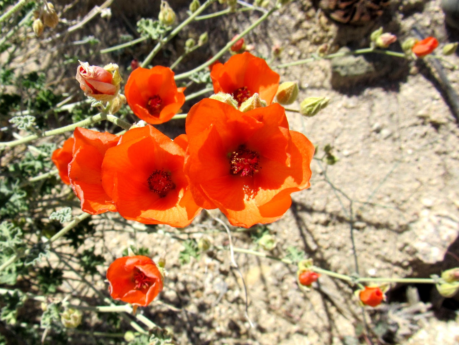 Plant Life of the Colorado Desert