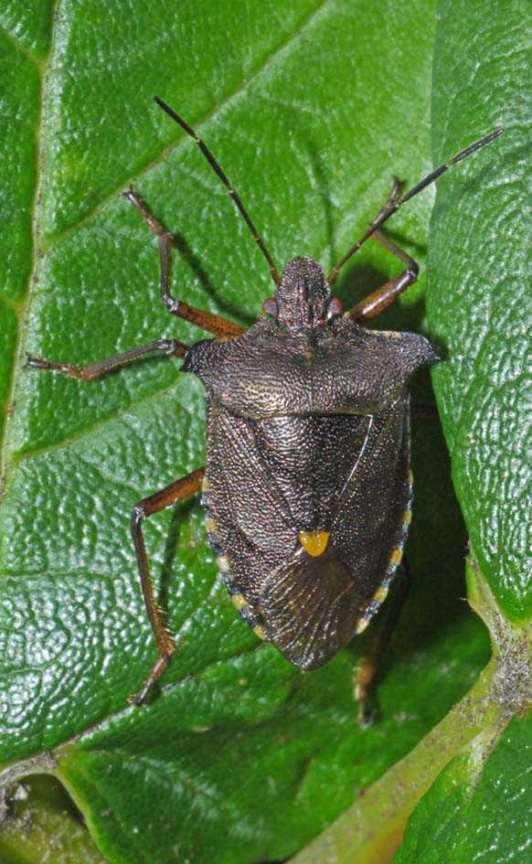 OF CURIOSITIES Shield bug