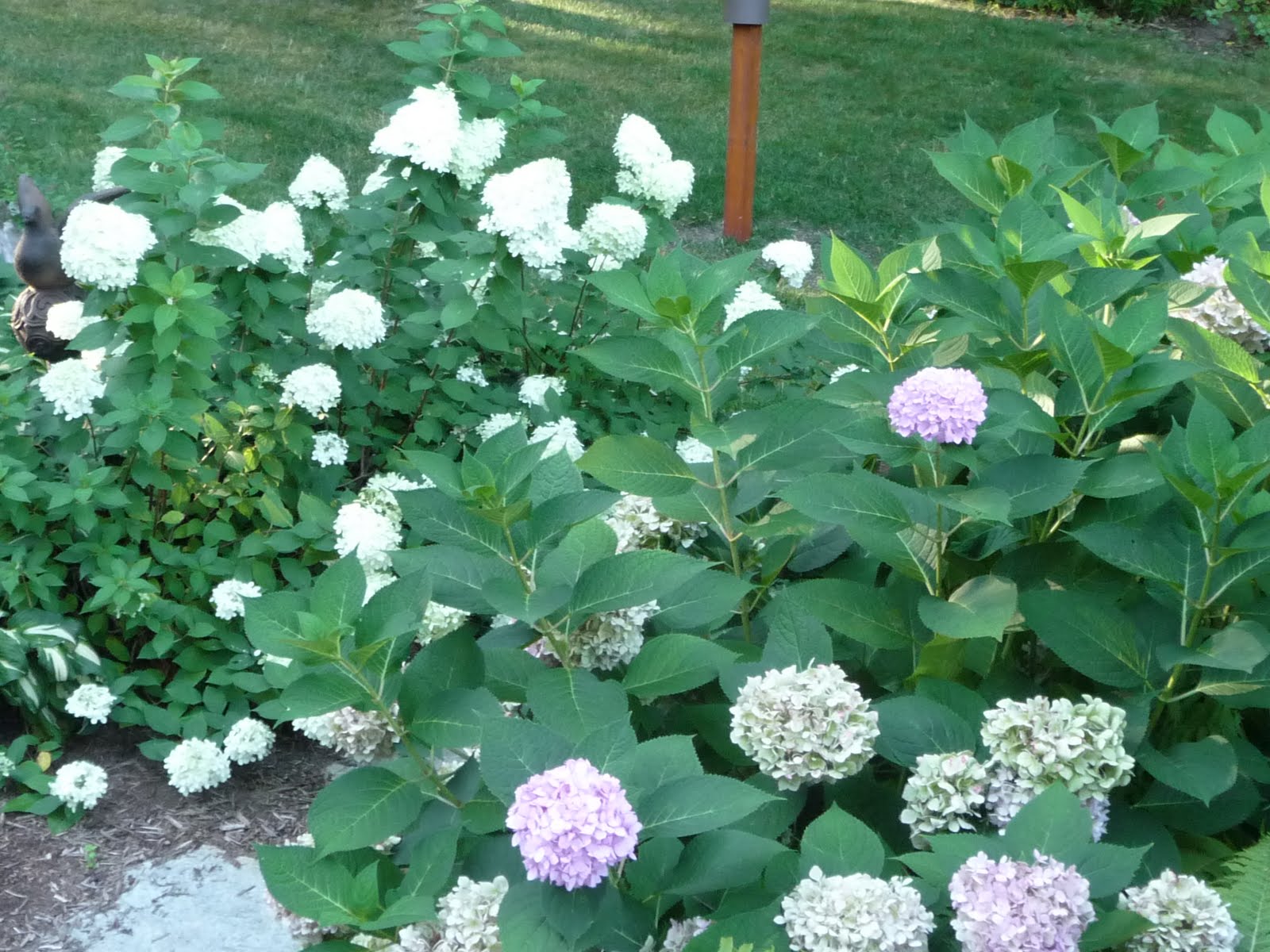 Plant Profiles Hydrangeas Especially H Paniculata