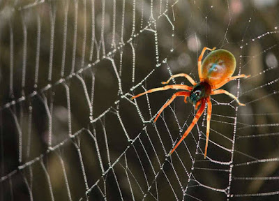تفسير حلم خيوط العنكبوت للعزباء أو ازالة خيوط العنكبوت أو تنظيف خيوط العنكبوت في المنام