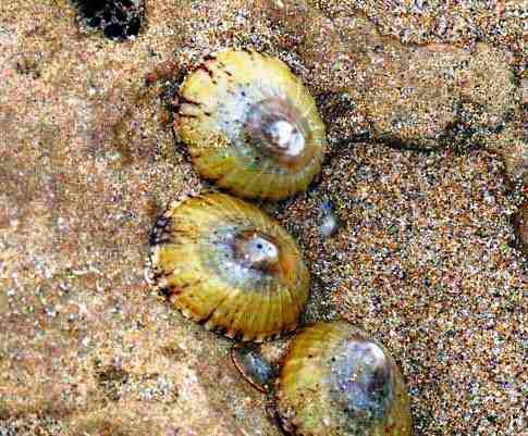Limpet 