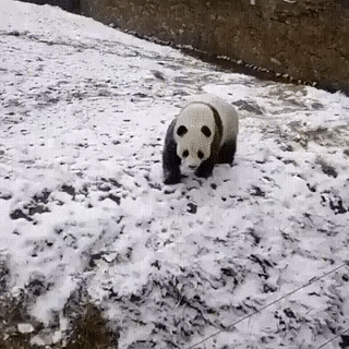 5JG8FFJ.gif