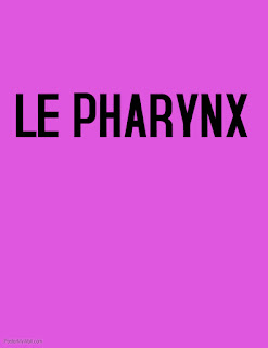 LE PHARYNX 