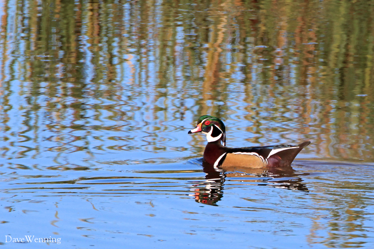 Wood Duck