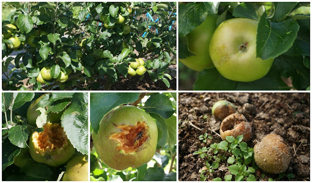 Echlinville apples - www.growourown.blogspot.com ~ an ecotherapy blog
