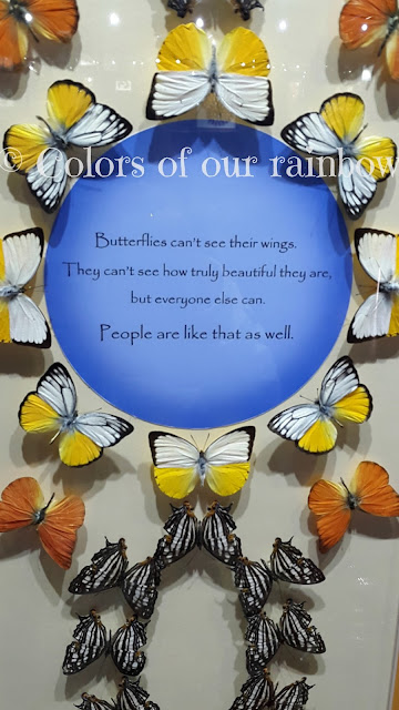 Learning About Butterflies: DUBAI BUTTERFLY GARDEN @http://colorsofourrainbow.blogspot.ae/