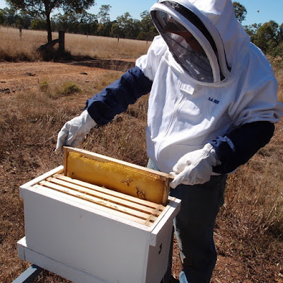 eight acres: buying honey bees