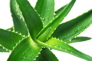 Image resep obat tradisional asam lambung paling ampuh dan manjur
