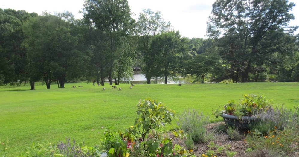 Late to the Garden Party Meadowlark Botanical Gardens Captivating views