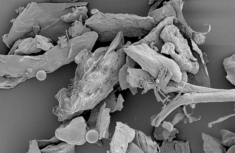 In the Company of Plants and Rocks Where does the dust come from?