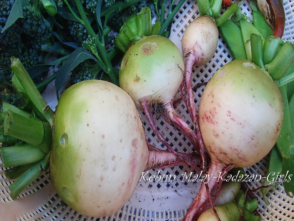 Kebun Bahagia Bersama Organik Heirloom 'Watermelon' Radish