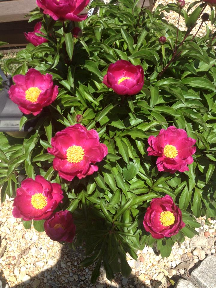 ELKMONT ALABAMA ELKMONT WEATHER TODAY