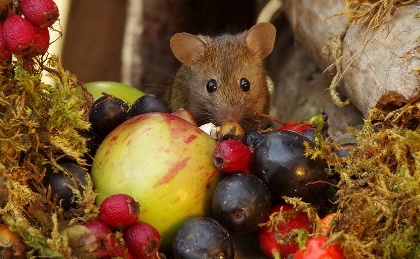 White Wolf Man discovers a family of mice living in his garden